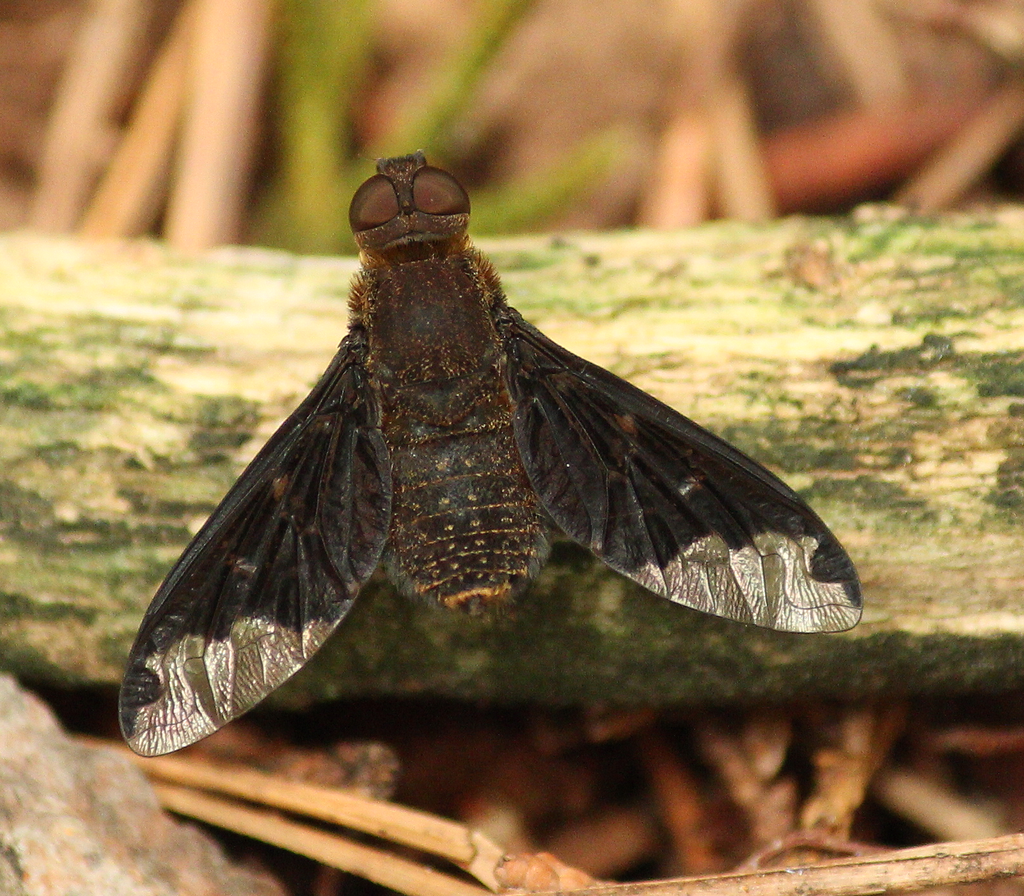 Sinuous Bee Fly