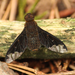 Hemipenthes sinuosa - Photo (c) mayfly1963, algunos derechos reservados (CC BY), subido por mayfly1963