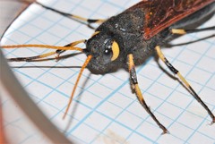 Urocerus californicus