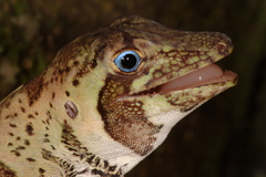 Anolis transversalis