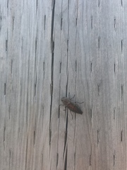 Dicerca tenebrica
