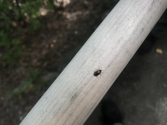 Chrysomela mainensis