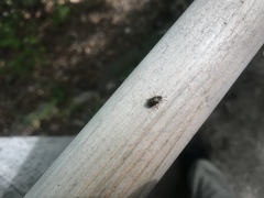 Chrysomela mainensis