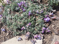 Oxytropis oreophila