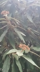 Viburnum rhytidophyllum