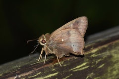 Hasora anura