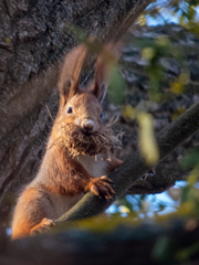 Sciurus vulgaris