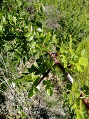 Bursera linanoe