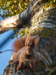 Sciurus vulgaris