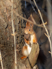 Sciurus vulgaris