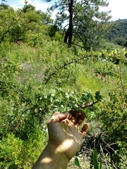 Bursera linanoe