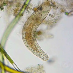 Macrostomum