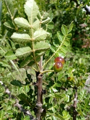 Bursera linanoe