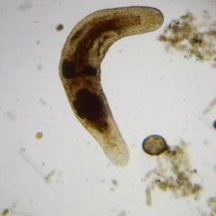 Macrostomum