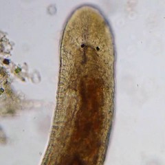 Macrostomum