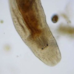 Macrostomum