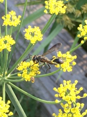 Isodontia auripes
