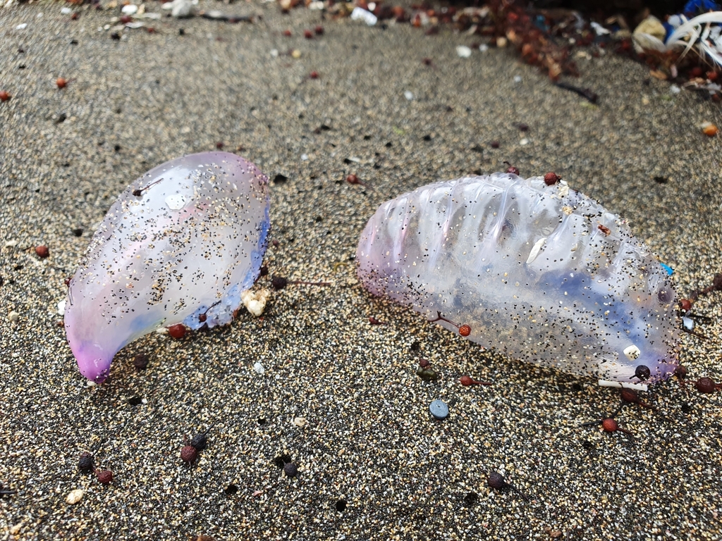 Two stranded man o' war floats on sand in Santa Maria, Azores