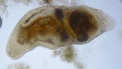 Macrostomum