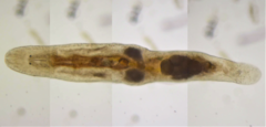 Macrostomum