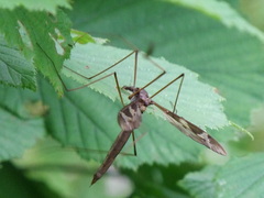 Tipula maxima