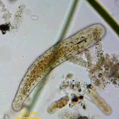 Macrostomum
