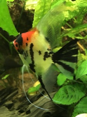 Pterophyllum scalare