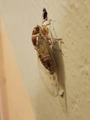 Diceroprocta marevagans