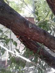 Hipparchia parisatis