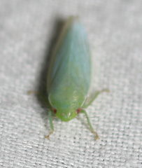 Gyponana angulata