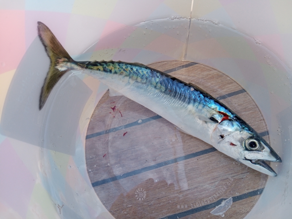 Atlantic Mackerel from United Kingdom on September 4, 2020 at 0103 PM