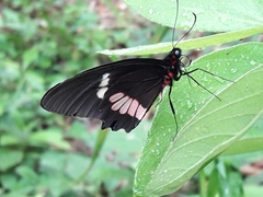 Parides erithalion
