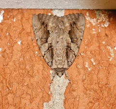 Catocala amatrix