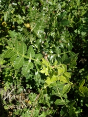 Bursera glabrifolia