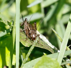 Allonemobius maculatus