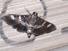 Desmia ufeus