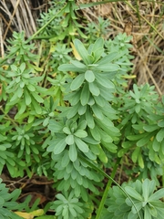 Euphorbia azorica