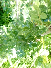 Bursera glabrifolia