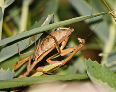 Tenodera sinensis
