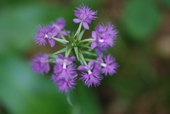 Platanthera grandiflora