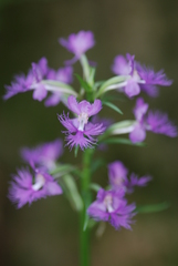 Platanthera grandiflora