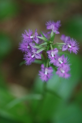 Platanthera grandiflora