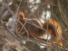 Sciurus vulgaris