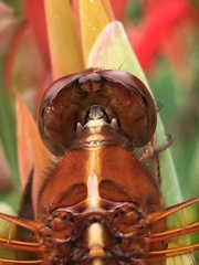 Libellula croceipennis