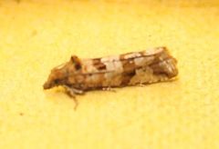 Lobesia littoralis