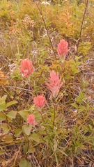 Castilleja elmeri