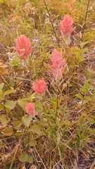 Castilleja elmeri