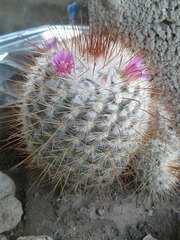 Mammillaria bombycina