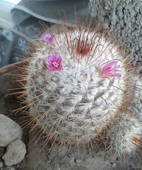 Mammillaria bombycina