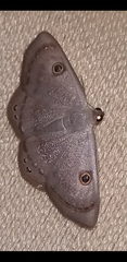 Argyrotome melae